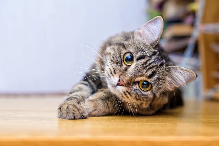 Biscuit