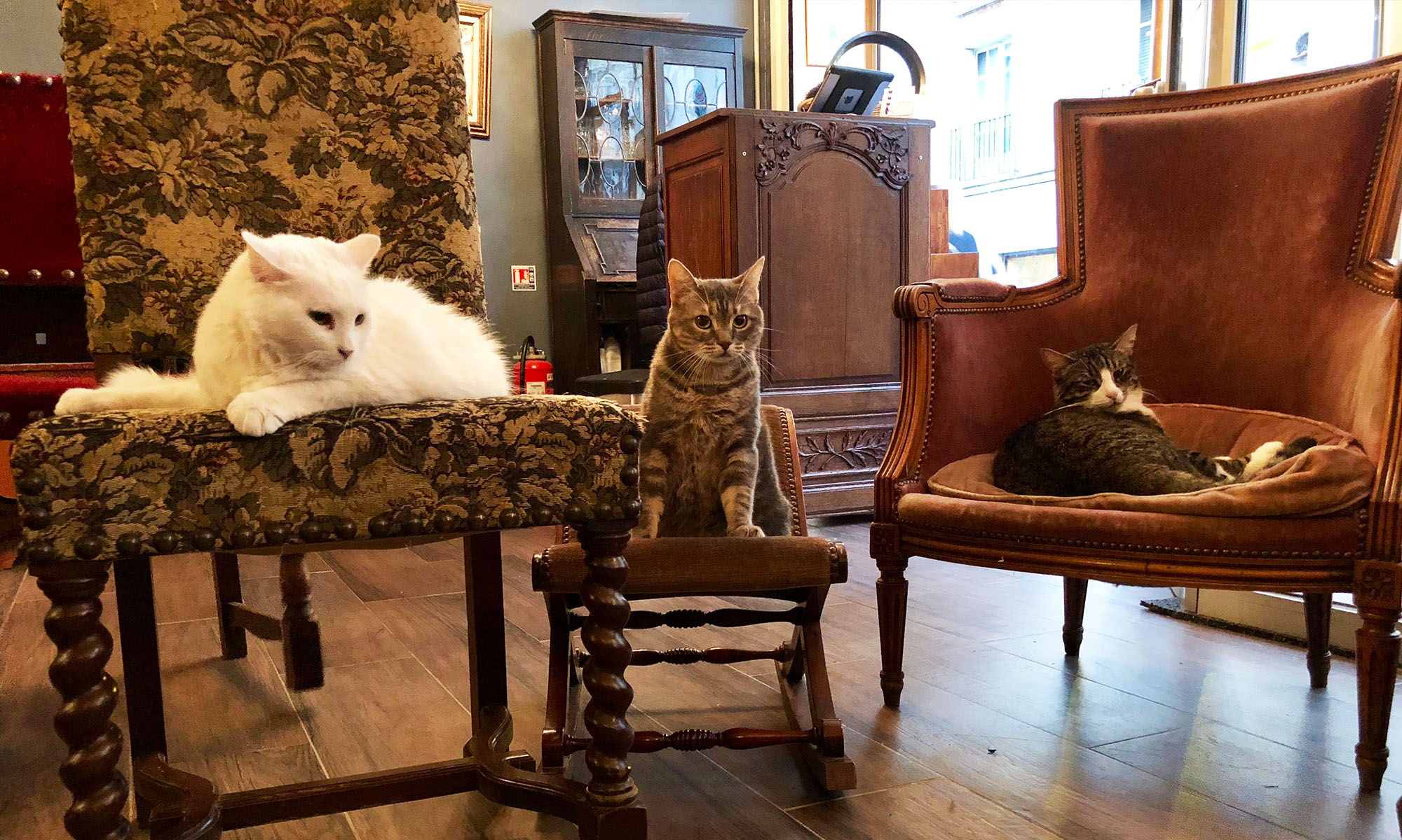 Week-end adoption responsable — chats à l’adoption